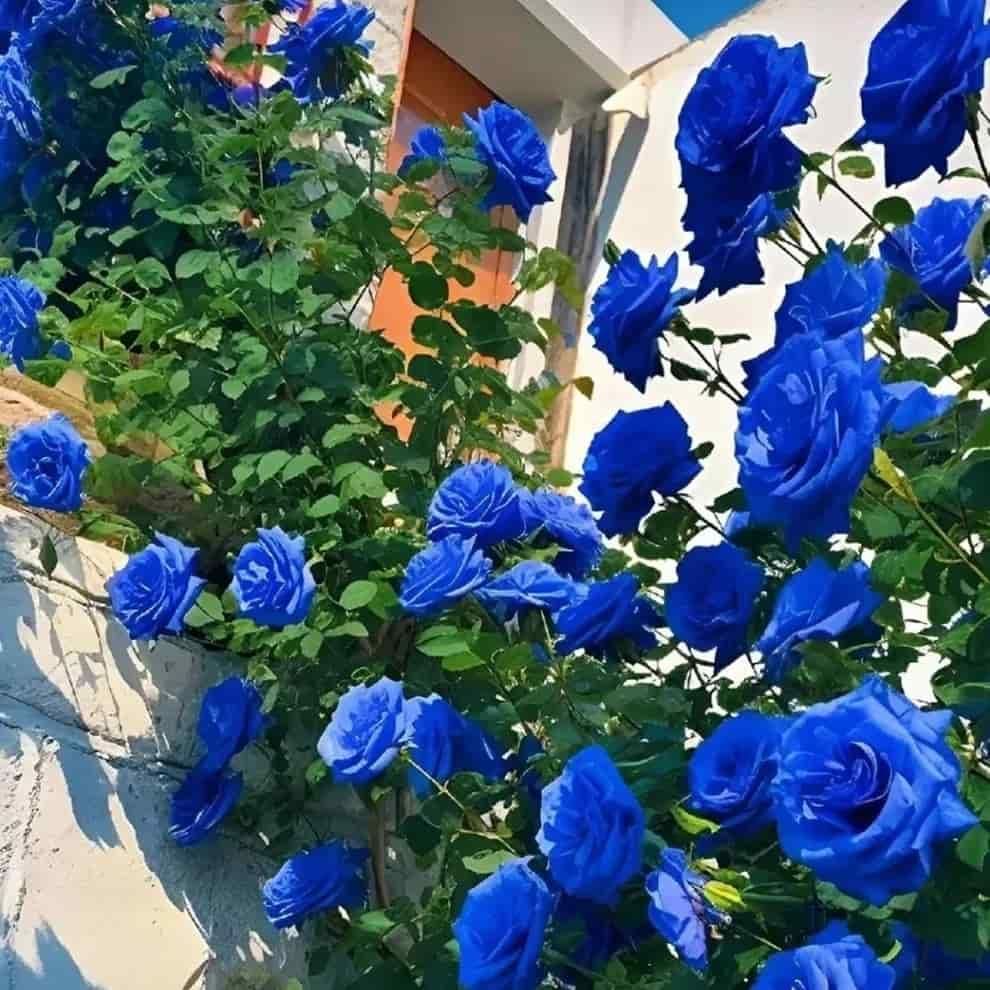 Imported Blue Climbing Rose Seeds