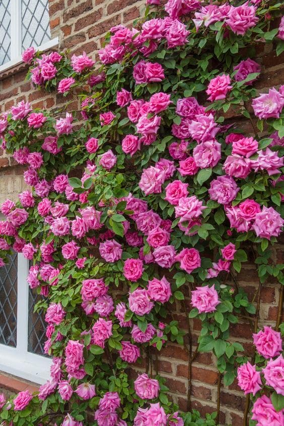 Elegant Climbing Rose Flower Seeds