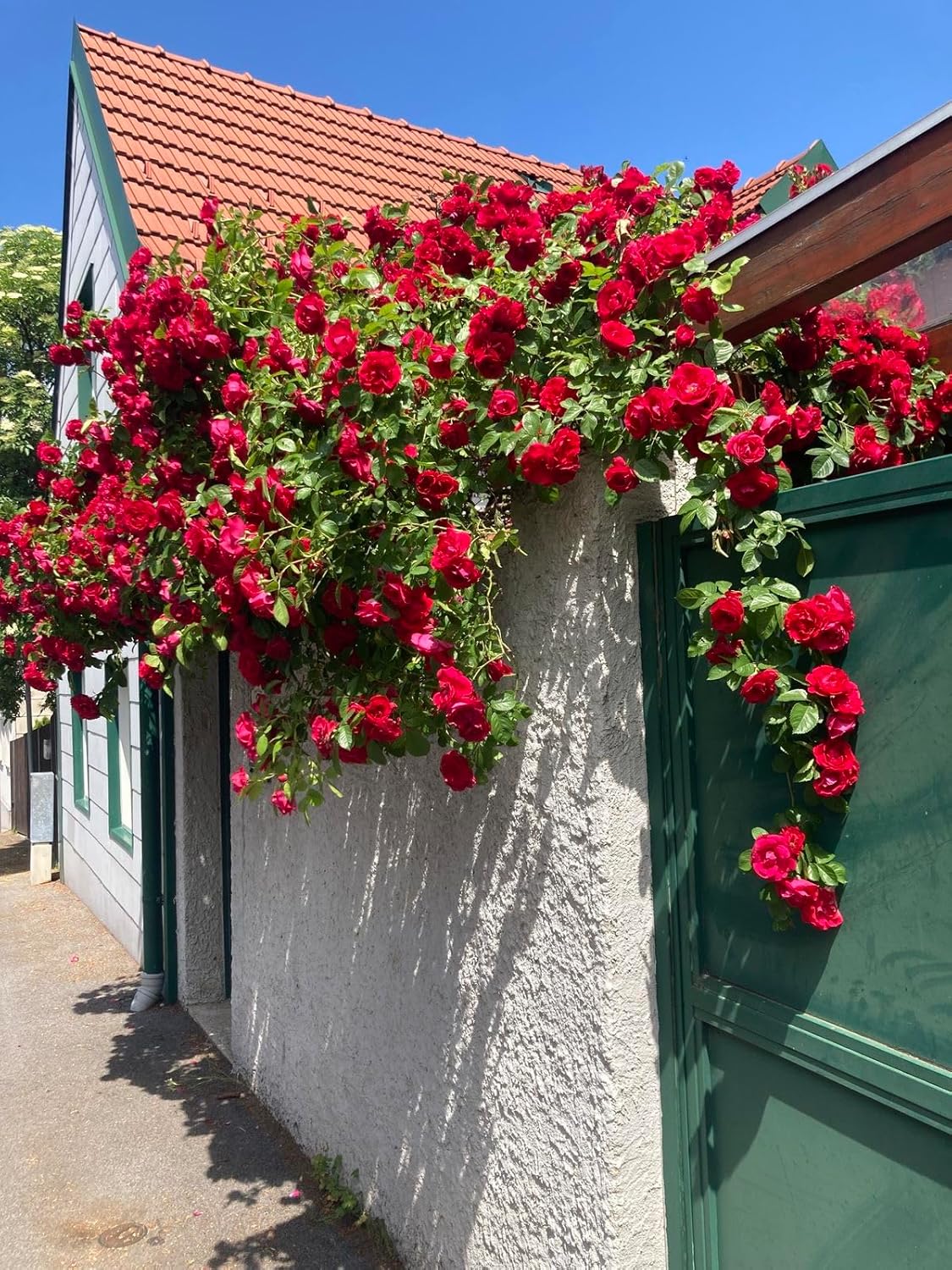 Elegant Climbing Rose Flower Seeds